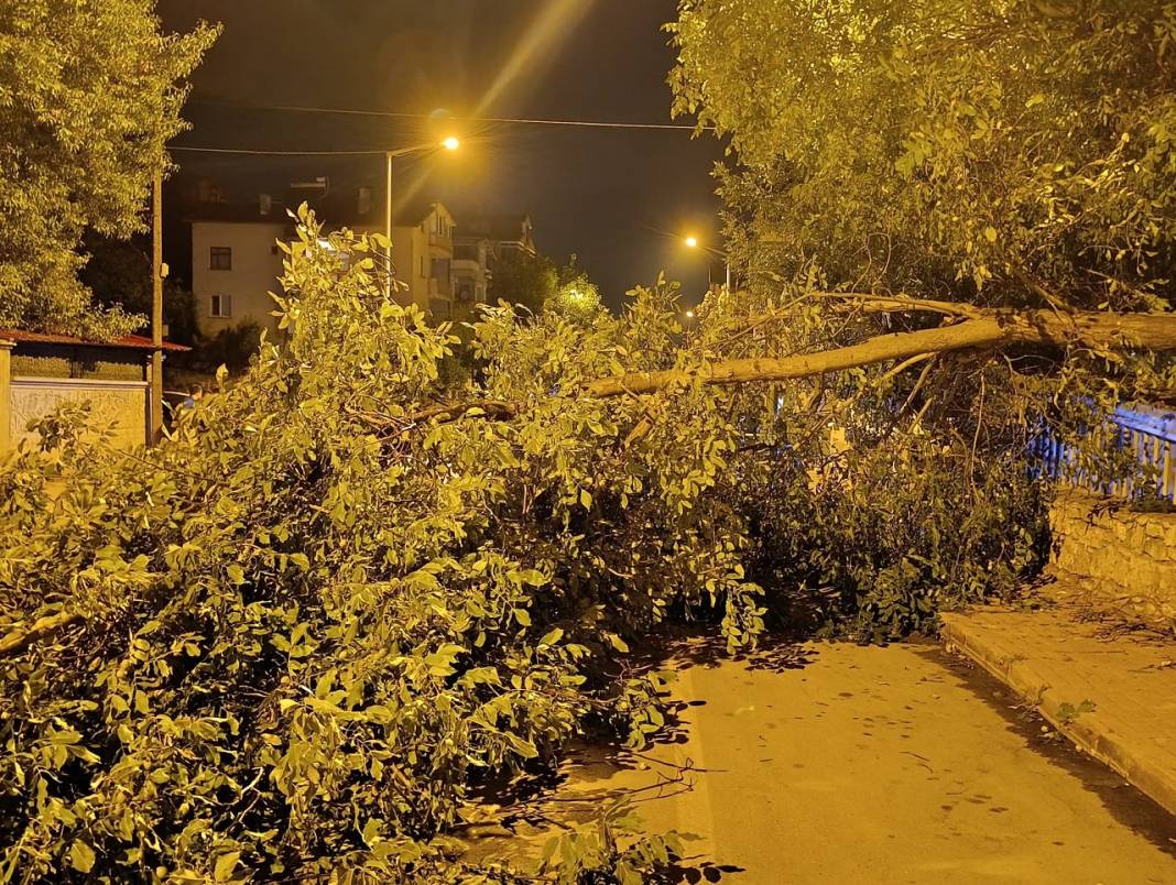 Konya'nın ilçesinde ağacın dalları yola devrildi! Yol trafiğe kapandı 1
